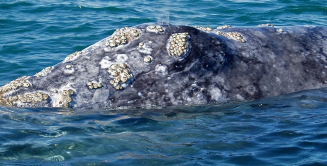  Gray whales 